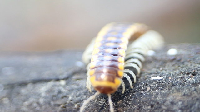 insect move centipede macro tropical bug
