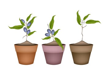 Olive Grove Plants in Ceramic Flower Pots