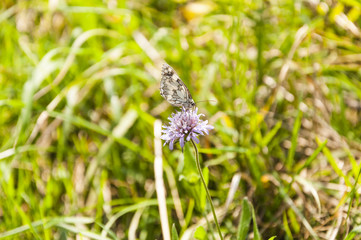 Marbled White (Melanargia galathea)