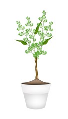 Flower and Leaves of Margosa in Ceramic Flower Pots