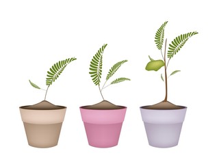 Chick Peas Plant in Ceramic Flower Pots