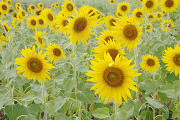 Obraz premium Blooming sunflower