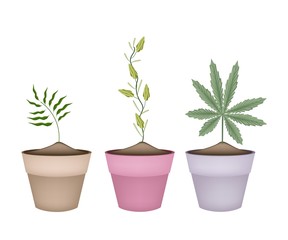 Shampoo Ginger, Cardamom and Cannabis Plant in Pots