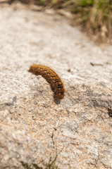 Caterpillar Oak Eggar - Caterpillar