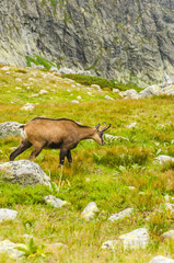 Rupicapra rupicapra tatrica a clearing