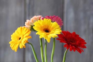 bouquet of gerberas on a gray background
