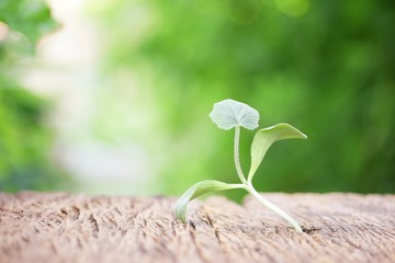 Cucumber growing on wooden table