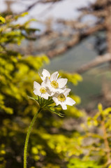 Anemone narcissiflora (Narcissus-flowered anemone)
