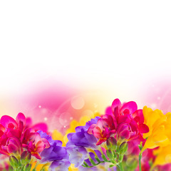 Fototapeta na wymiar blue, pink and yellow freesia flowers