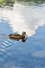 Duck swims in the pond