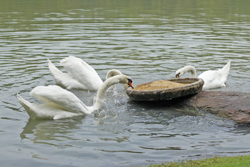 Geese in pond