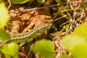 Sand Lizard (Lacerta Agilis) - male
