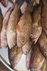 Fresh spotted sea grouper vertical photo