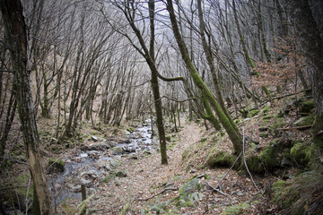 Boschi dell'Appenino Tosco Emiliano