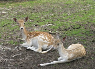Resting roe deer in a paddock