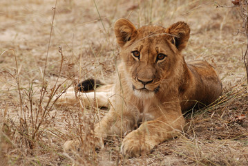 Jeune lion allongé
