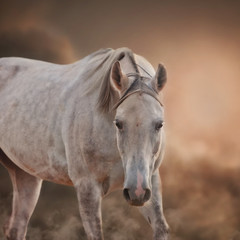The Grey Arabian Horse portrait