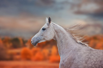 The Grey Arabian Horse portrait at autumn
