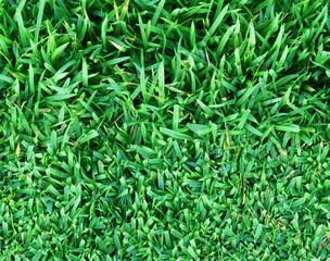 grass