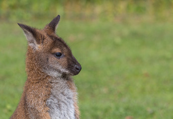 Cute Bennet Kangaroo on a meadow