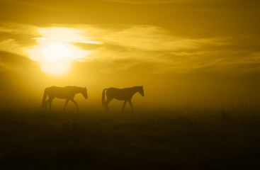 Fototapeta na wymiar two horses in the Sunrise_toned