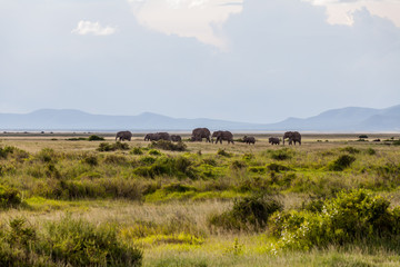 Obraz premium Elefanten