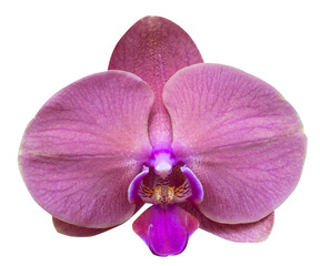 Fototapeta premium Orchid