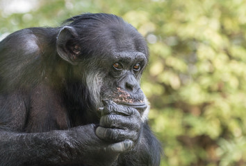 Sad Chimpanzee Portrait