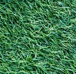 artificial Grass