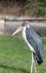 Marabou stork on a meadow