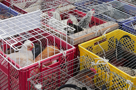 Poultry market