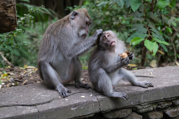 Naklejka na ściany i meble Affen Monkey Forrest Ubud Bali