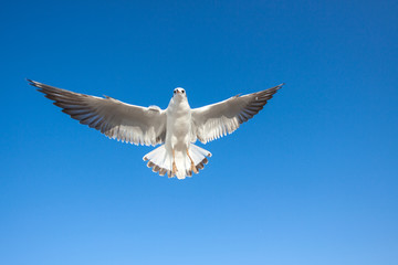 Seagulls flying against the sky