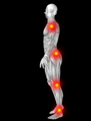 3D human man anatomy with articular pain