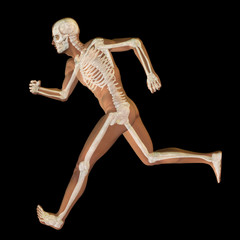 3D human male anatomy isolated