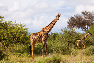 Giraffe