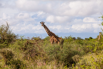 Fototapeta premium Giraffe