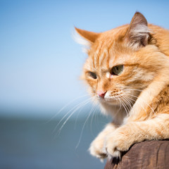 Beautiful red cat