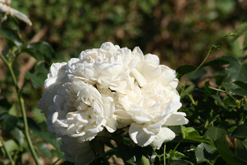 Rosa Blanca