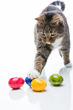 katze spielt mit ostereiern
