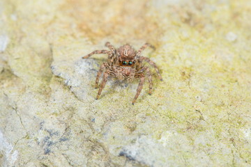 Jumping Spider - Stock Image