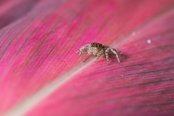 Jumping Spider - Stock Image