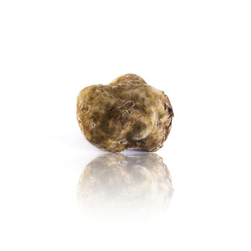 white truffle tuber magnatum pico from Alba, italy