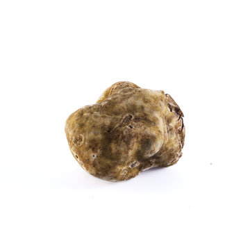 white truffle tuber magnatum pico from Alba, italy