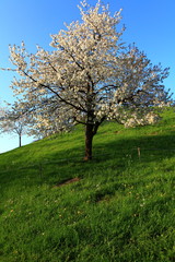 Fototapeta na wymiar Frühlingsblüte