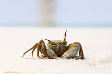 Skeptical Crab.