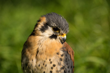 American kestrel (Falco sparverius)