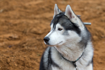 Husky portrait