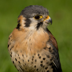 American kestrel (Falco sparverius)