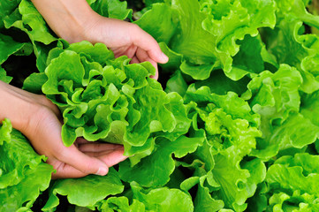 picking lettuce plants in vegetable garden  - obrazy, fototapety, plakaty